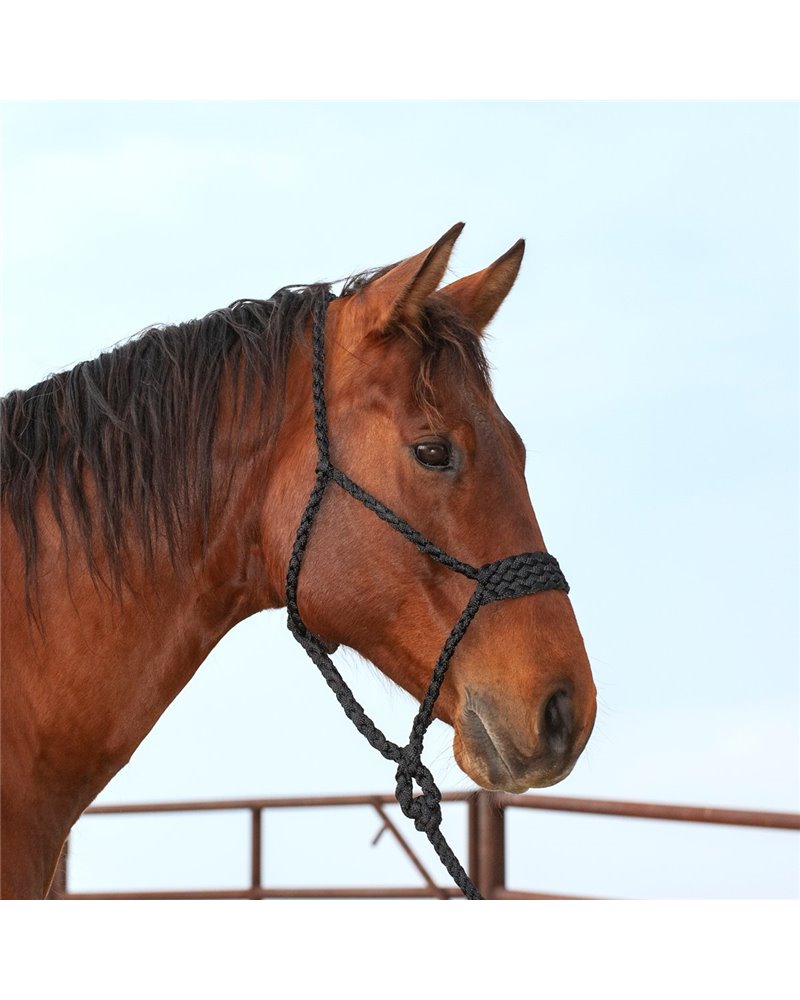 Licol Wide Nose Flat et longe 2,40m Classic Equine Black 