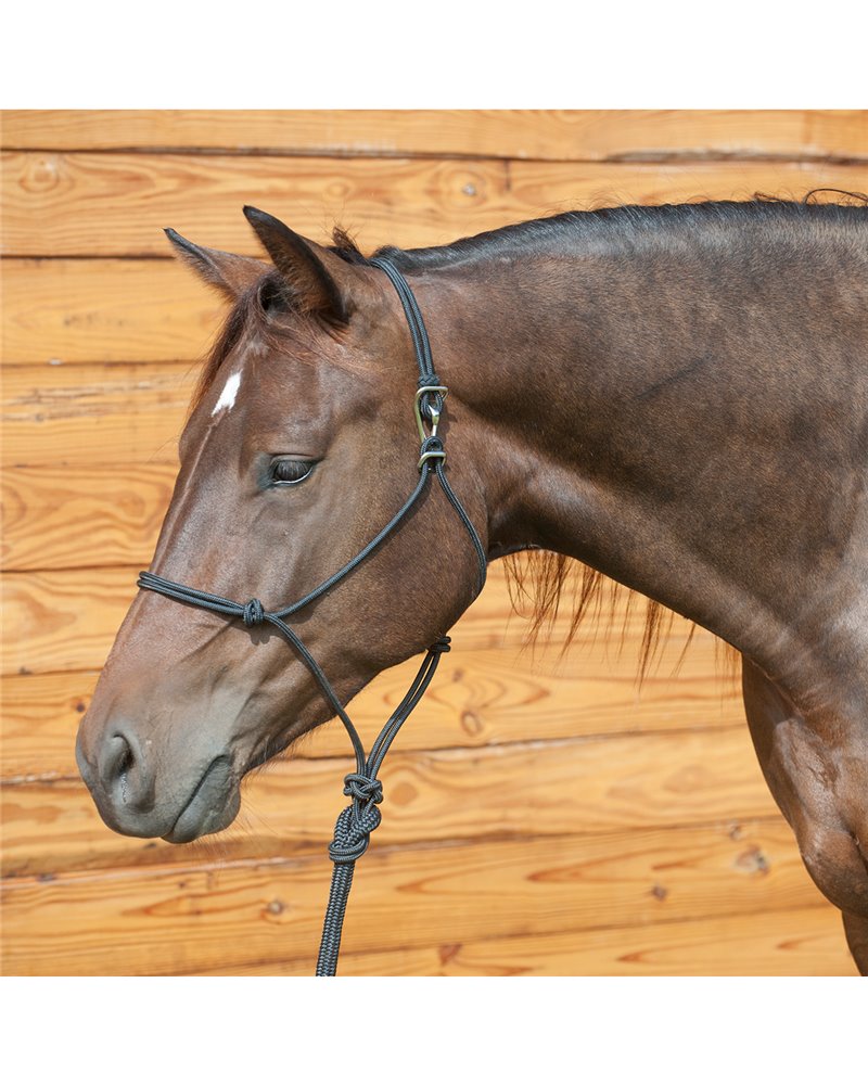 Licol et longe Classic Equine avec système Quick Change Black 