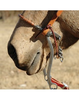 Performance Series Hackamore Classic Equine