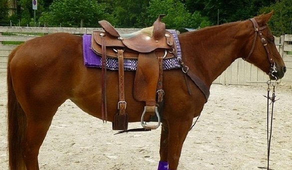 Quarter Horse Sorrel cheval avec selle western et accessoires en cuir, enrênements et protection de jambe violettes, en aire de manège.