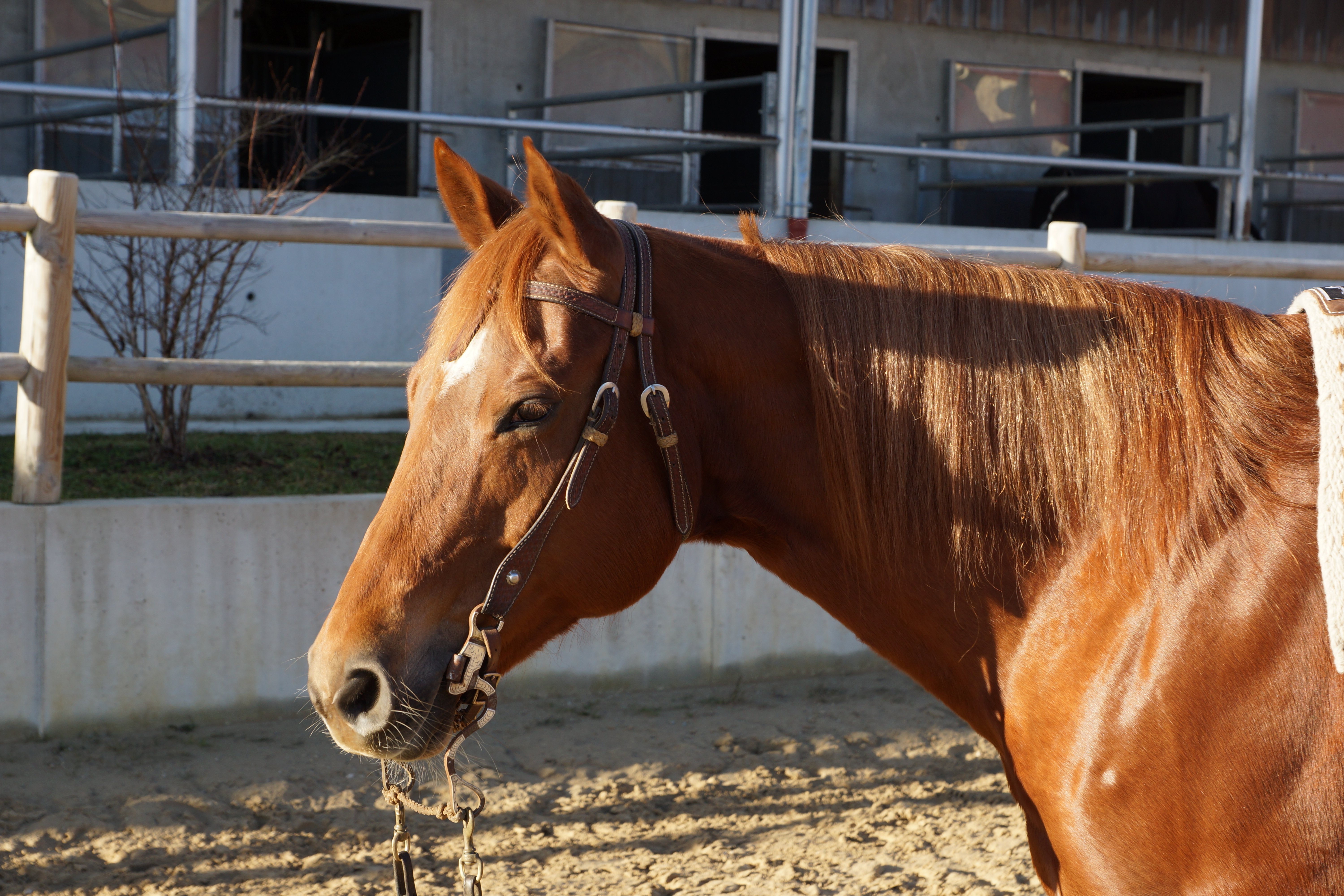 Quarter Horse sorrel en bridon Cowboy Tack dans une écurie extérieure, avec mors de cavalerie, rênes posées au sol.