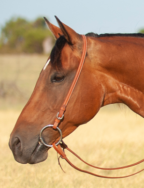 Tête de cheval au garrot avec enrênement en cuir, bridon et longe dans un champ en arrière-plan.