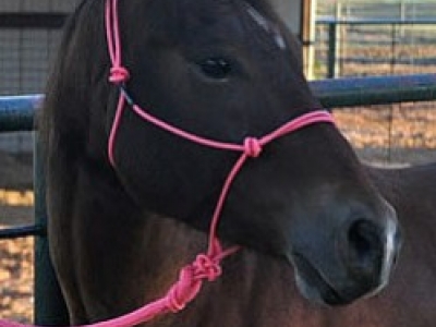 The halter History, use and maintenance